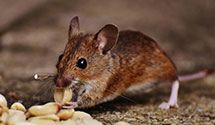 24 Hour & Emergency Exterminators in Osceola, VA